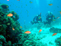 Scuba Diving in Fiji